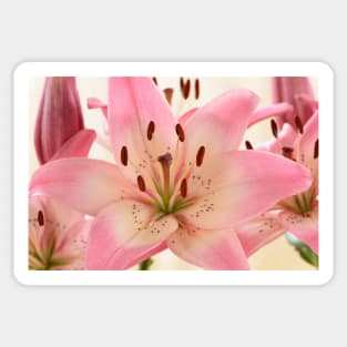 Lilium  &#39;Rosella&#39;s Dream&#39;  Asiatic lily Sticker